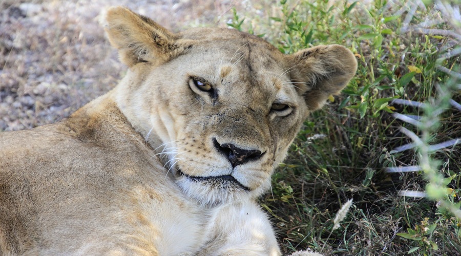 4-Day Group Joining Safari from Karatu